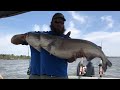 Catching Blues on a LOW river! (Apalachicola River)