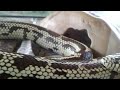 A CLOSER LOOK OF KINGSNAKE (PET)