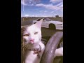 Drift More 😼 #shorts #cat #car #drift #gta #viral