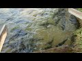 Platte river weir coho salmon 9-16-17