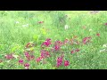 Hummingbird, candelabra primroses, woodpecker sound