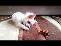 Long Haired White Chihuahua Puppy - Bailey